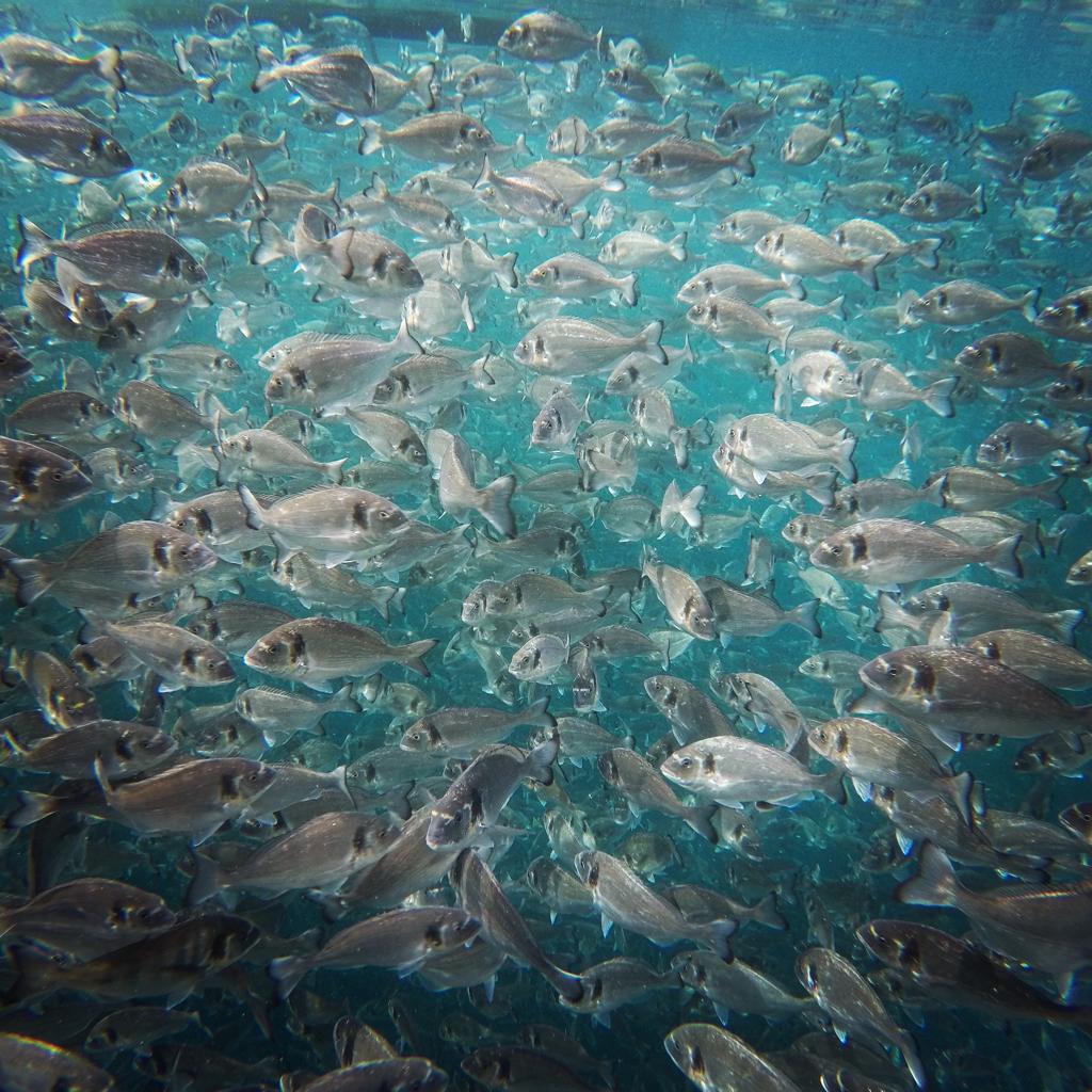 Le orate nell’acqua dell’allevamento